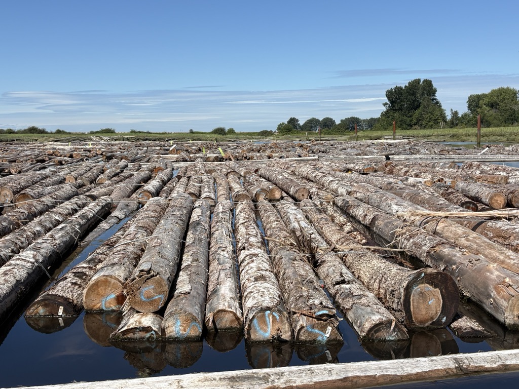 Western Hemlock log example 2