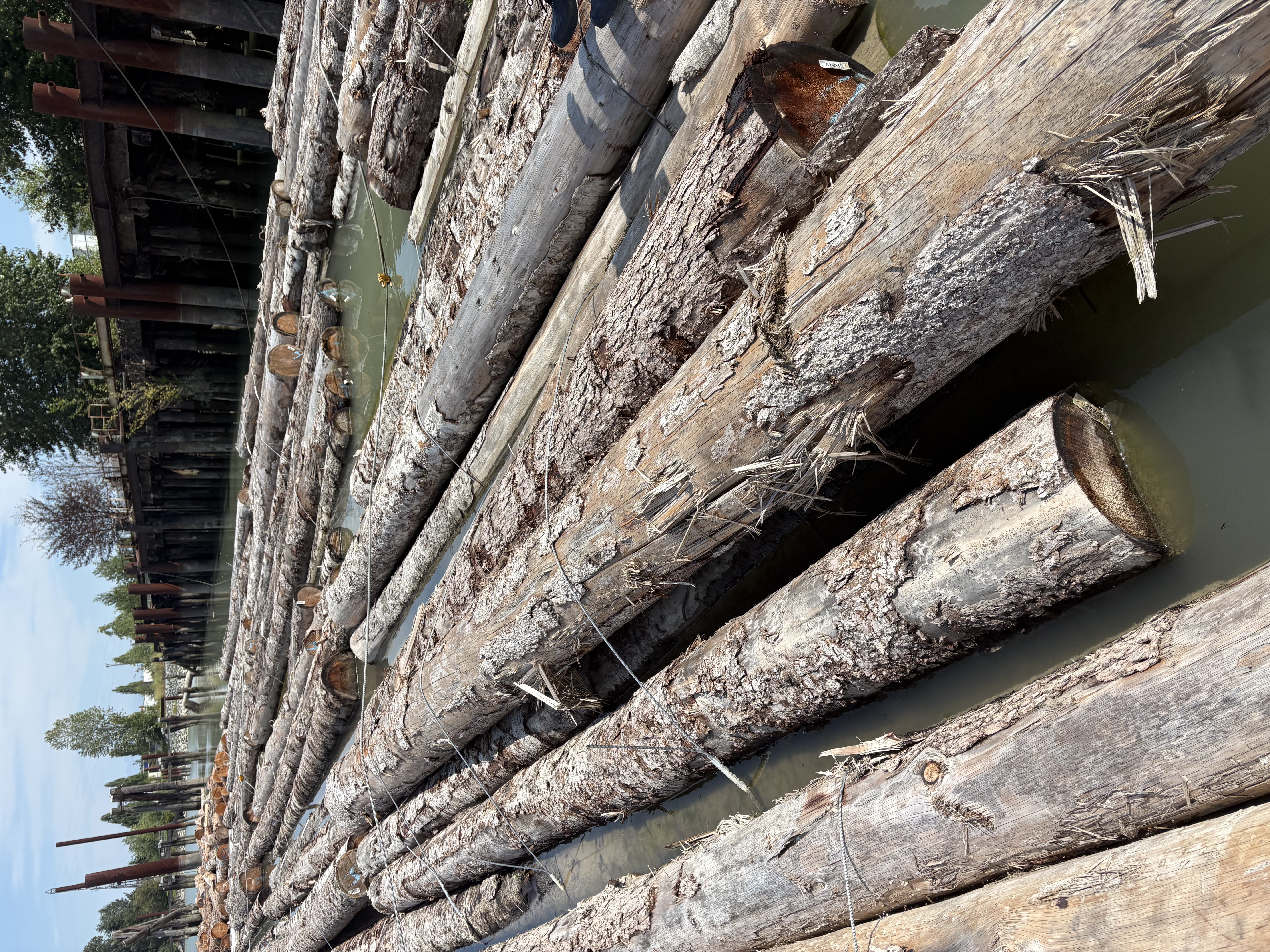 Western Hemlock log example 3